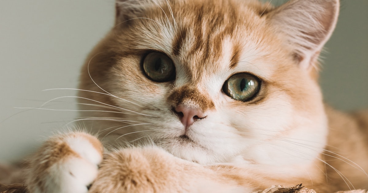 2026年6月猫用窗台吊床横评：哪款让猫爱上窗边晒太阳？