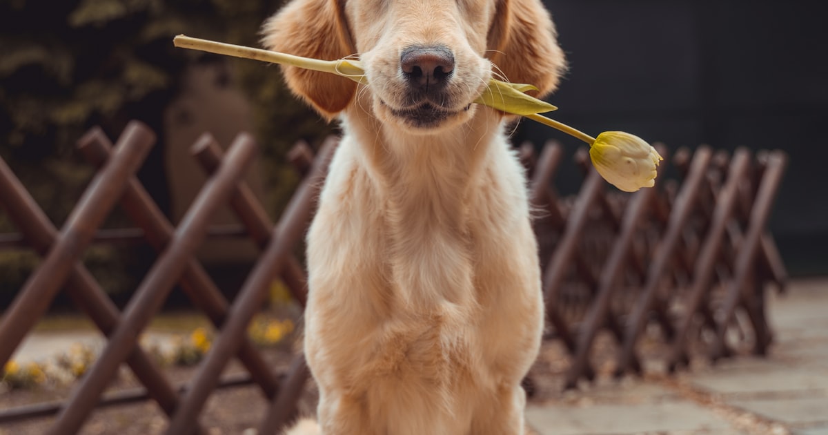2026年狗狗益智玩具推荐：KONG、Chuckit、Outward Hound、Benebone 怎么搭配