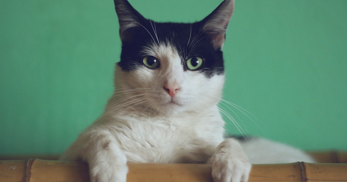 Best Portable Cat Litter Boxes for Travel in 2026: No Leaks, No Smells